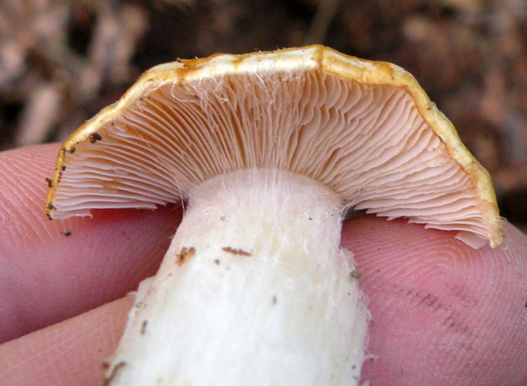 Cortinarius dalle colline reggiane